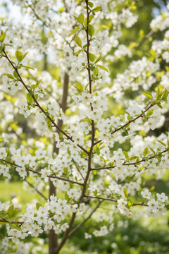 Amelanchier 'Prince William'