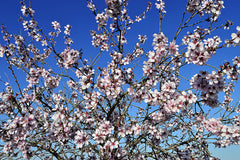 Flowering Almond 'Spring Glow'