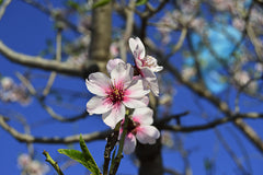 Flowering Almond 'Spring Glow'