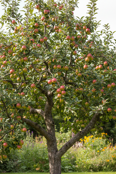 Apple 'Christmas Pippin'
