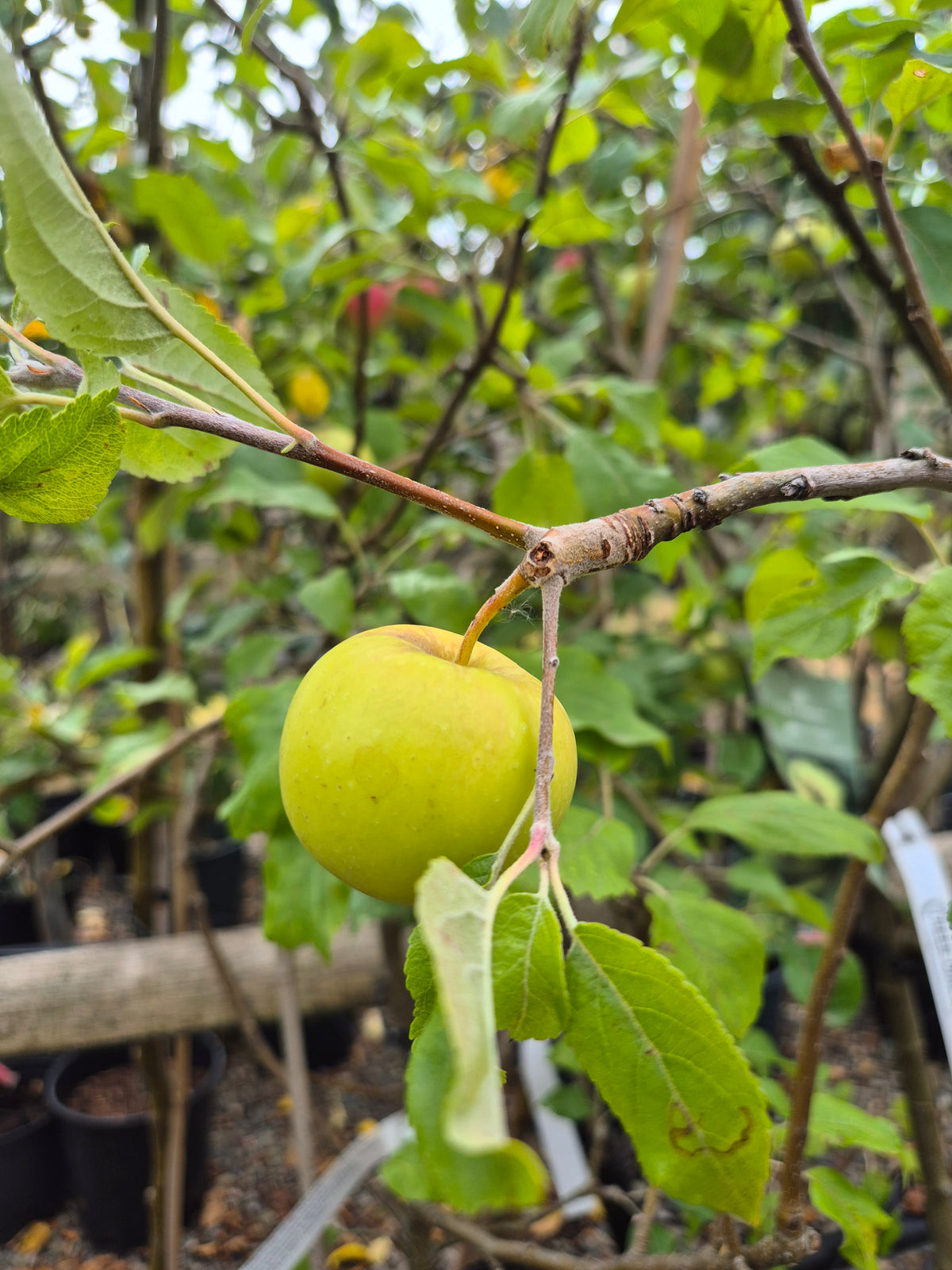 Apple Tree 'Limelight'