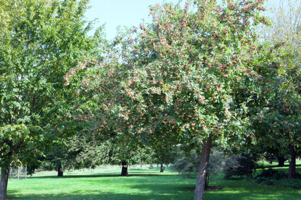 Apple Tree ~ Scrumptious