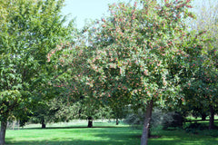 Apple Tree ~ Scrumptious