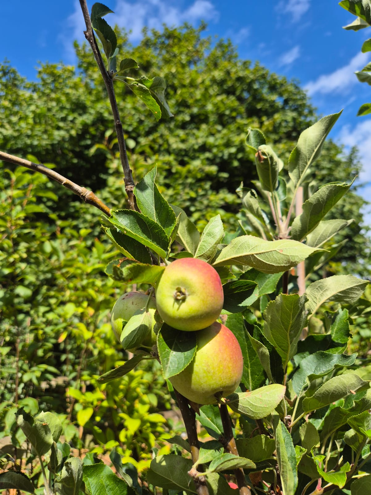 Apple Tree 'Scrumptious'