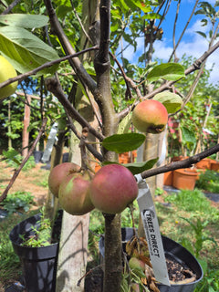 Apple Tree 'Scrumptious'