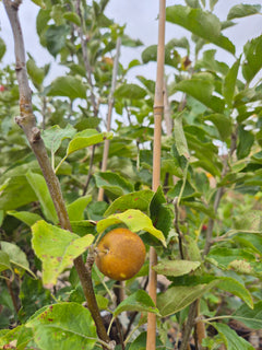 Apple Herefordshire Russet