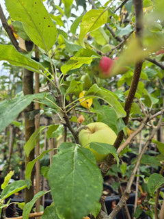 Apple Tree 'Limelight'