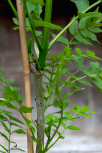 Ash Tree
