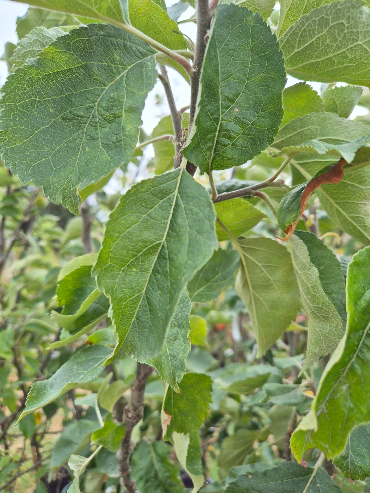 Apple Ashmead's Kernel