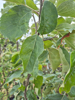 Apple Ashmead's Kernel
