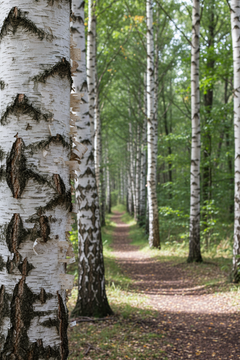 Silver Birch Trees