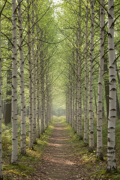 Silver Birch Trees