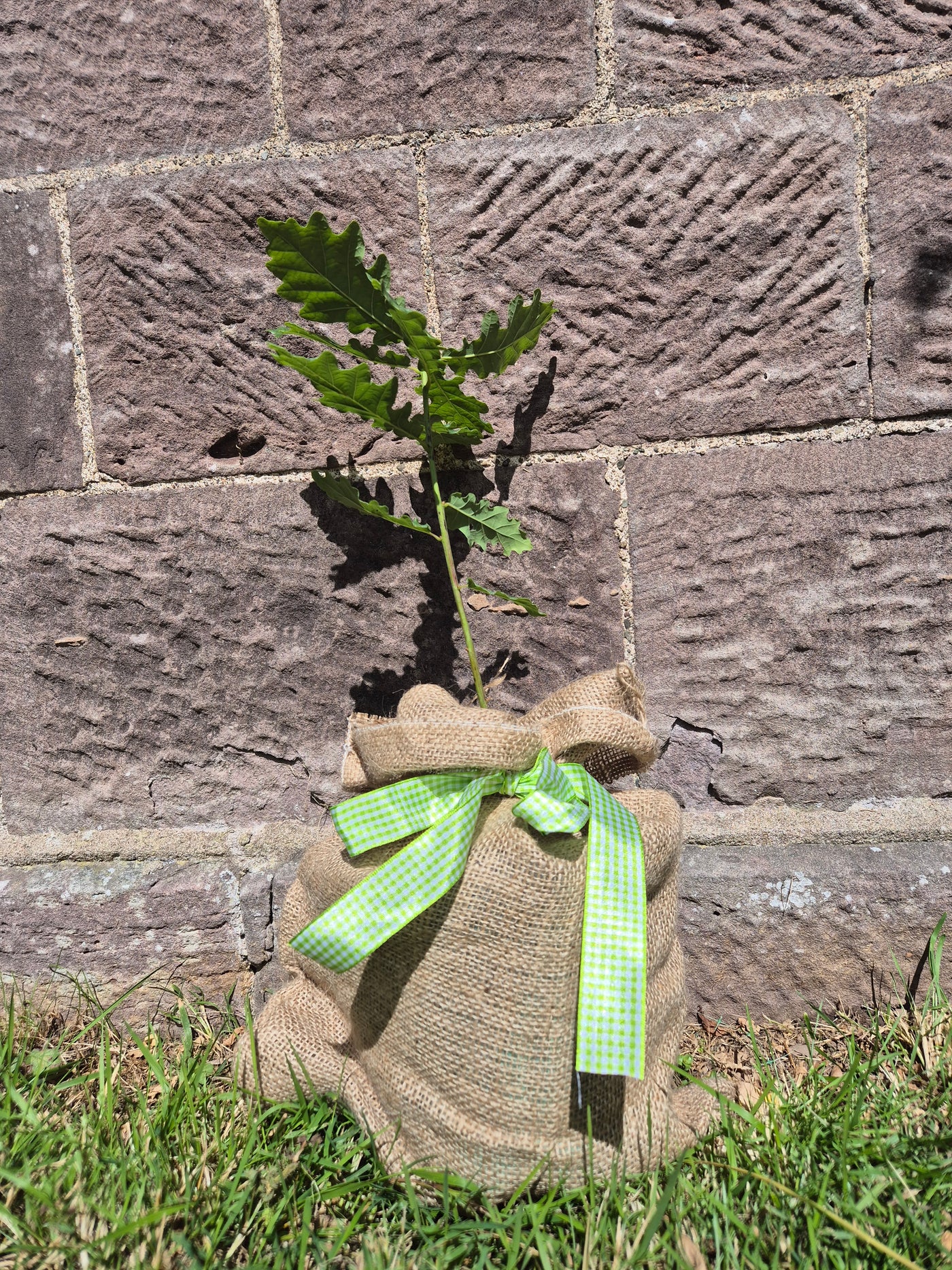 Baby Oak