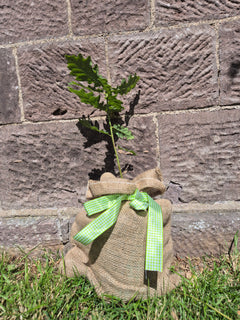 Baby Oak