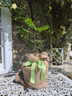 Baby Oak
