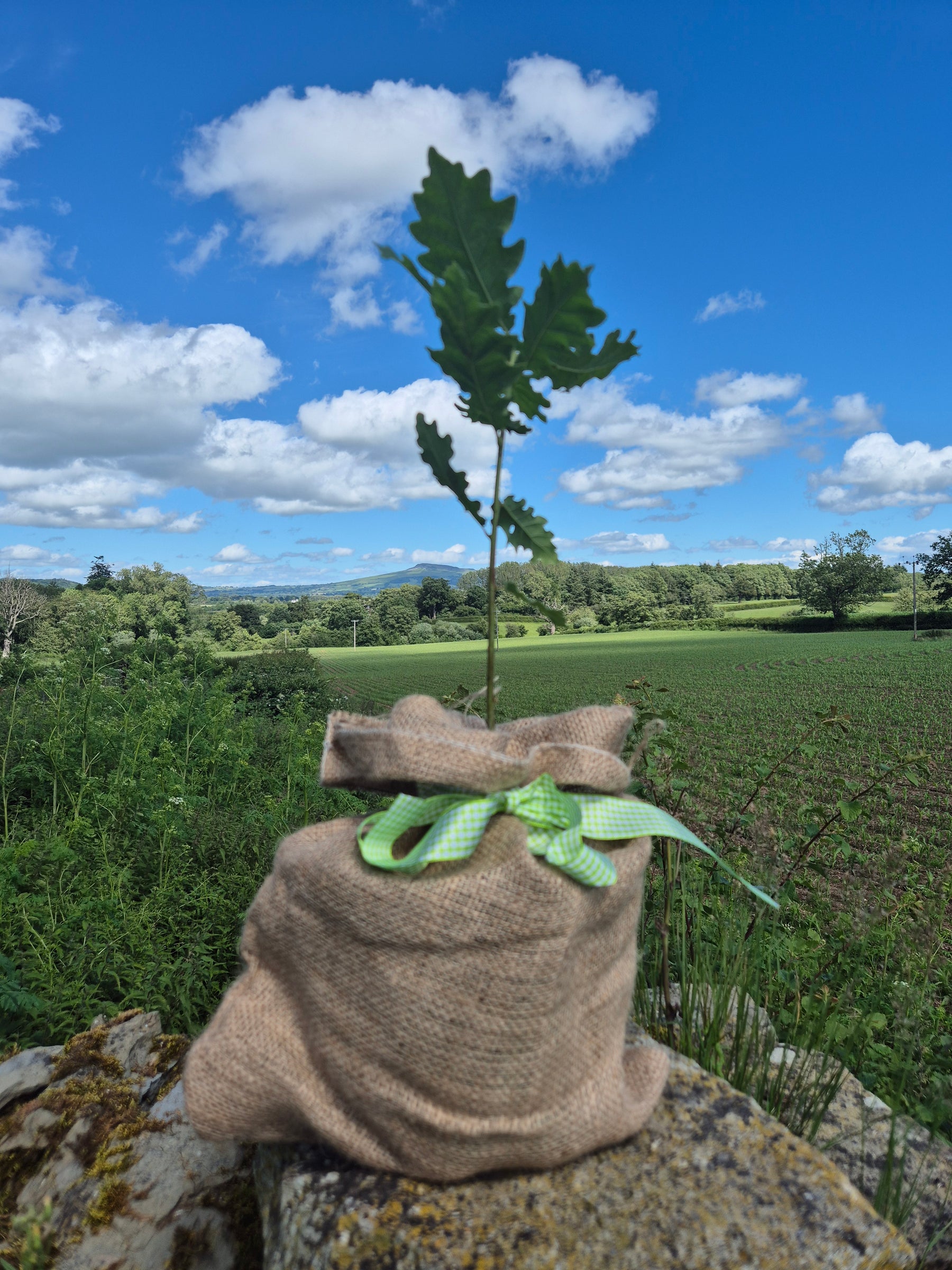 Baby Oak