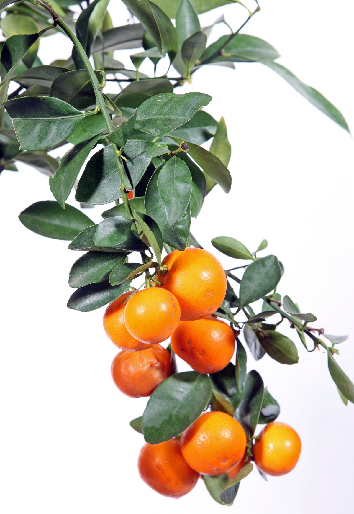Citrus Calamondin Orange Trees
