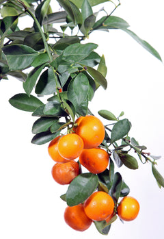 Citrus Calamondin Orange Trees