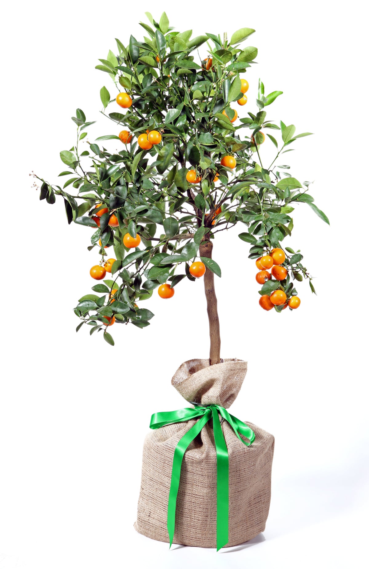 Citrus Calamondin Orange Trees