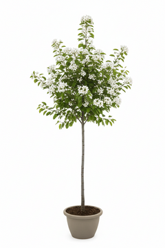 Ornamental Calleryana Pear