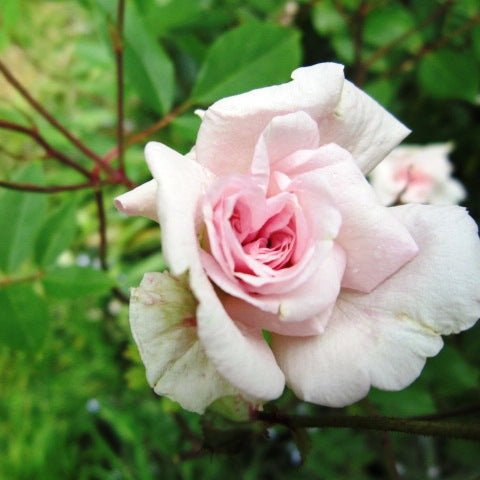 Rose Cecile Brunner