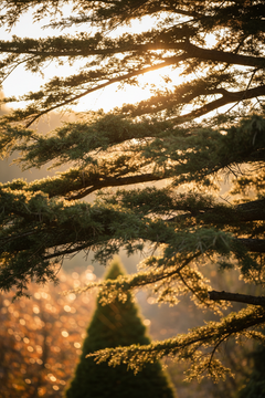 Cedar of Lebanon
