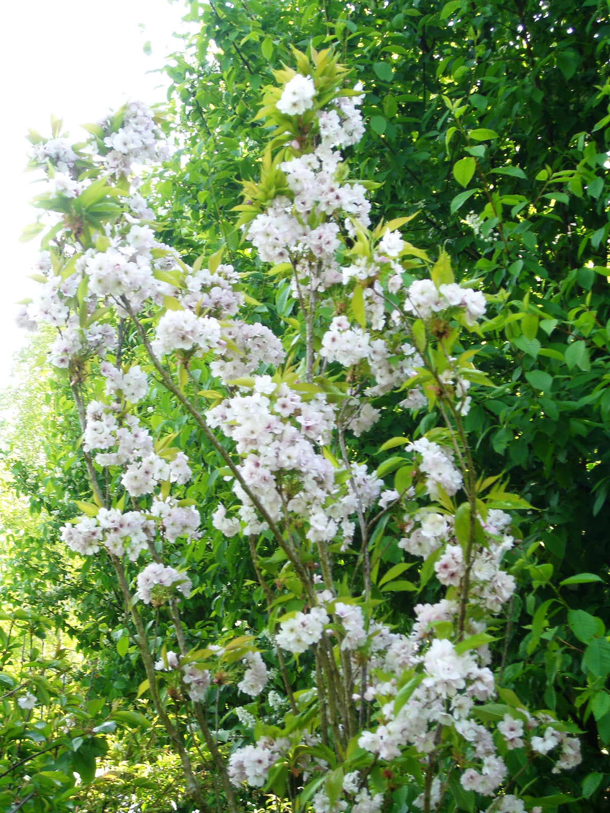 Flowering Cherry 'Blushing Bride'
