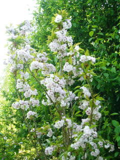 Flowering Cherry 'Blushing Bride'