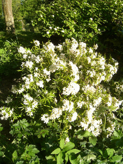 Choisya Ternata