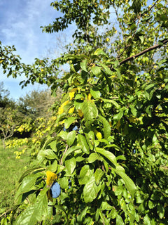 Damson 'Shropshire Prune'