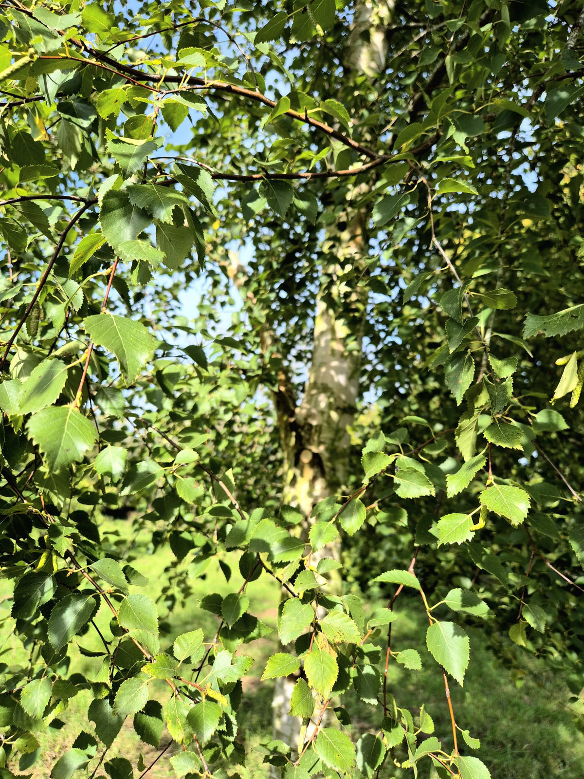 Silver Birch Trees