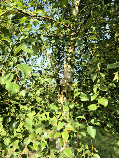 Silver Birch Trees