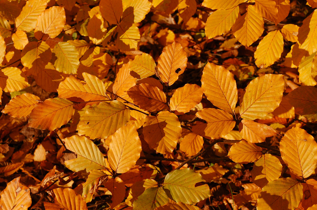 Copper Beech