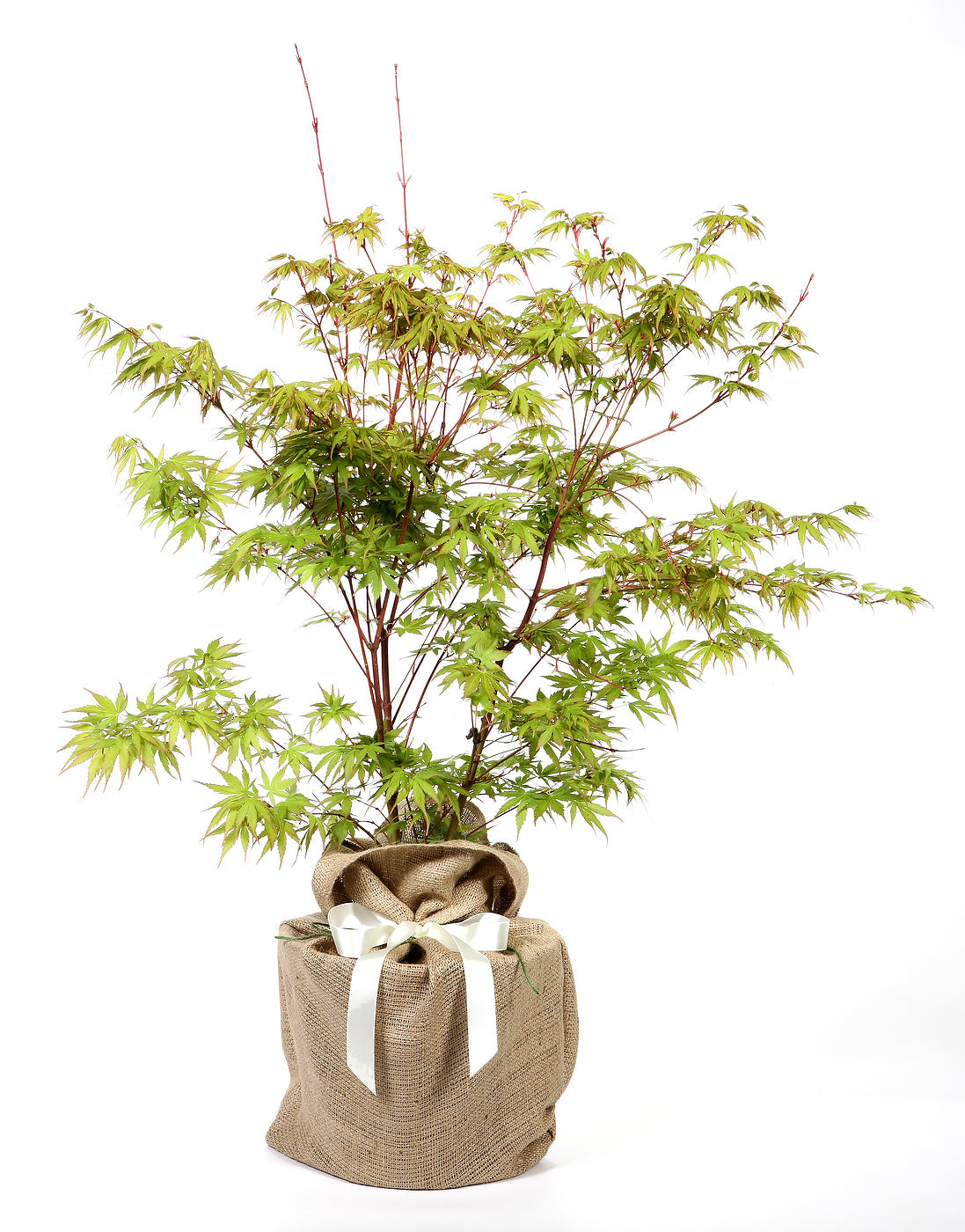 Coral Bark Japanese Maple