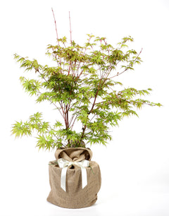 Coral Bark Japanese Maple
