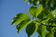 Cornus Florida shrub
