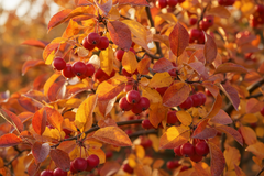 Crab Apple 'Red Sentinel'