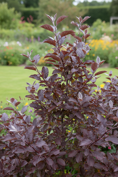 Crab Apple 'Royalty'