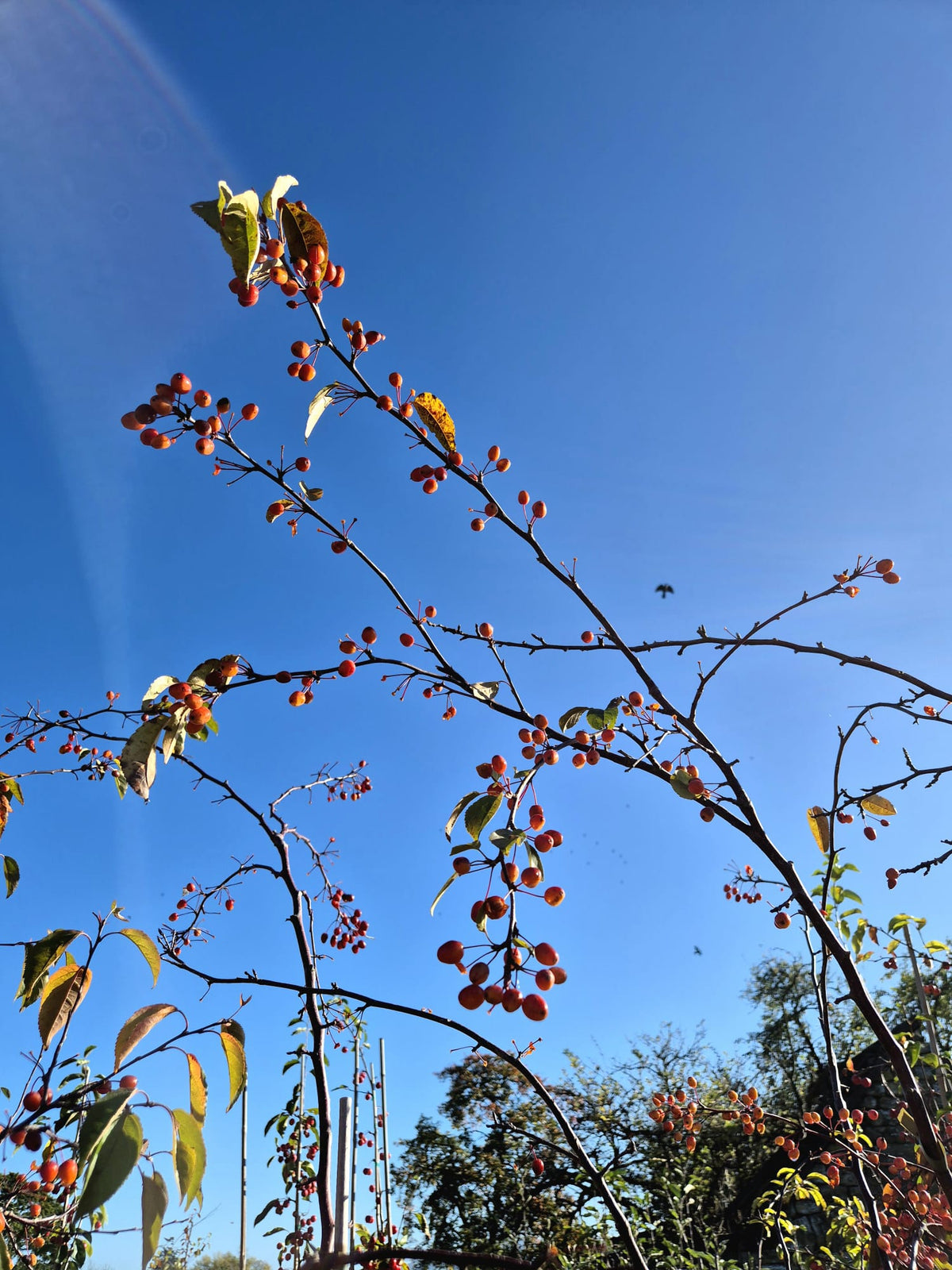Crab Apple 'Indian Magic'