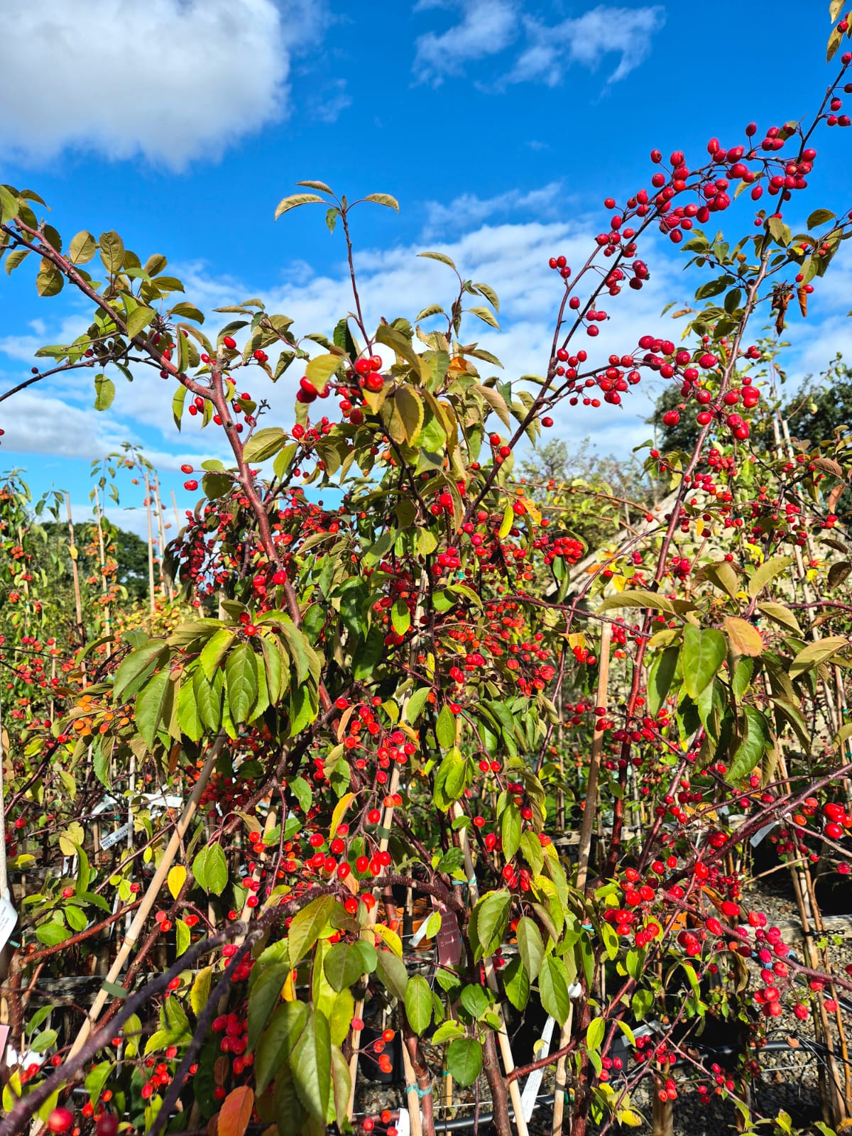 Crab Apple ~ Tina