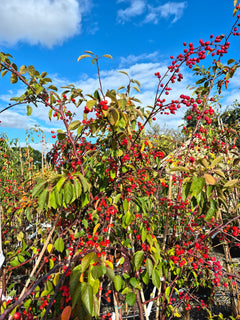 Crab Apple ~ Tina