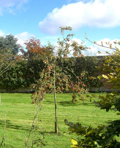 Crab Apple