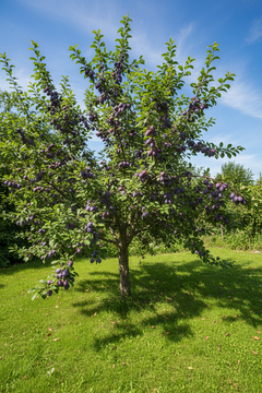 Bare Root ~ Damson
