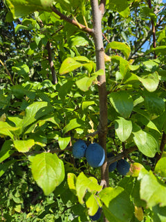 Bare Root ~ Damson