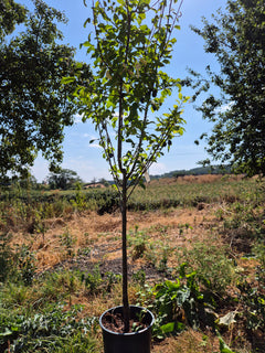 Bare Root ~ Damson