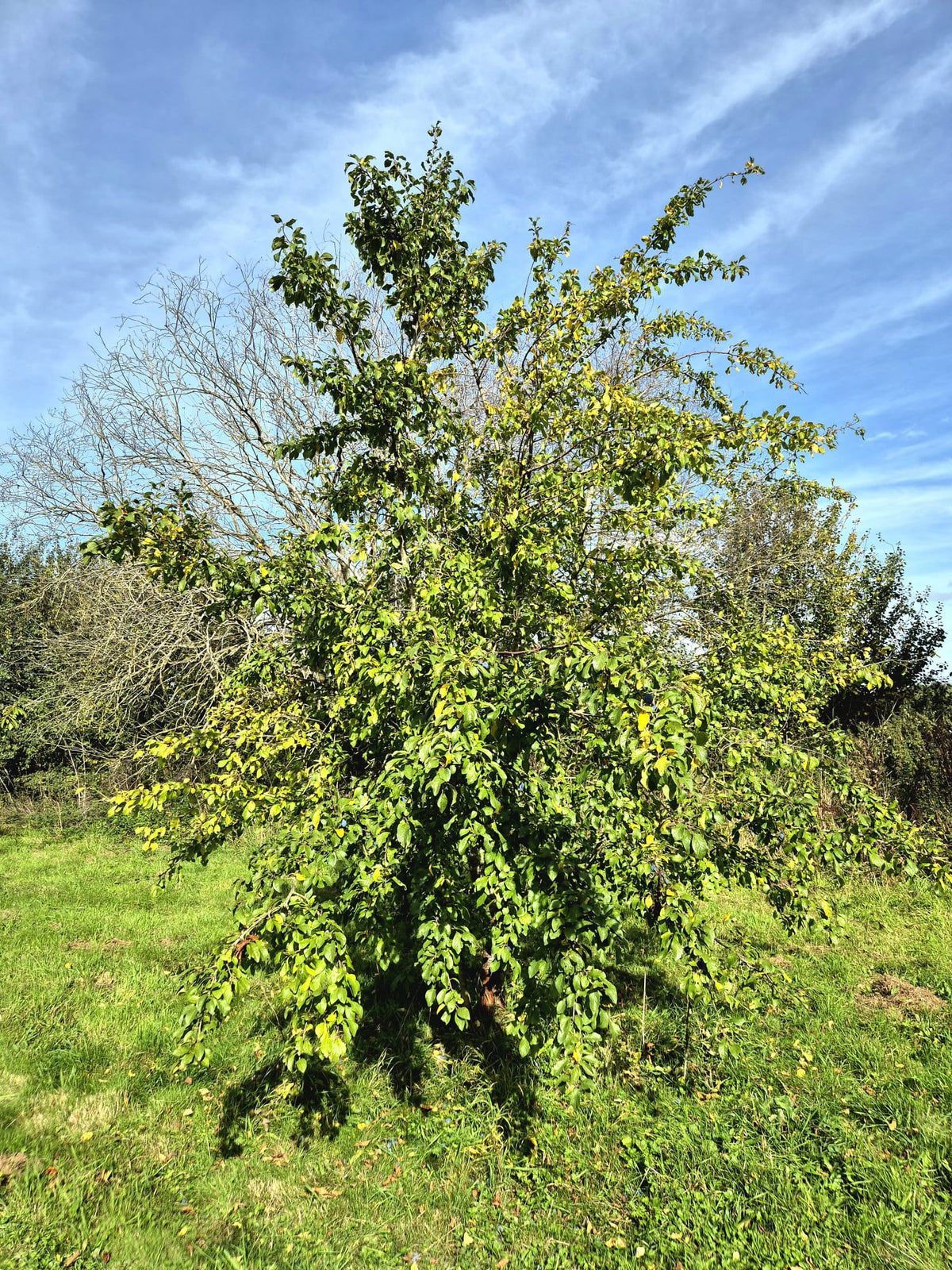 Damson 'Shropshire Prune'