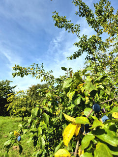 Damson 'Shropshire Prune'