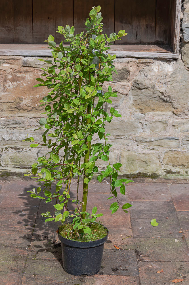Dwarf Weeping Willow Kilmarnock Tree