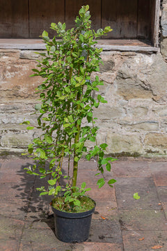 Dwarf Weeping Willow Kilmarnock Tree