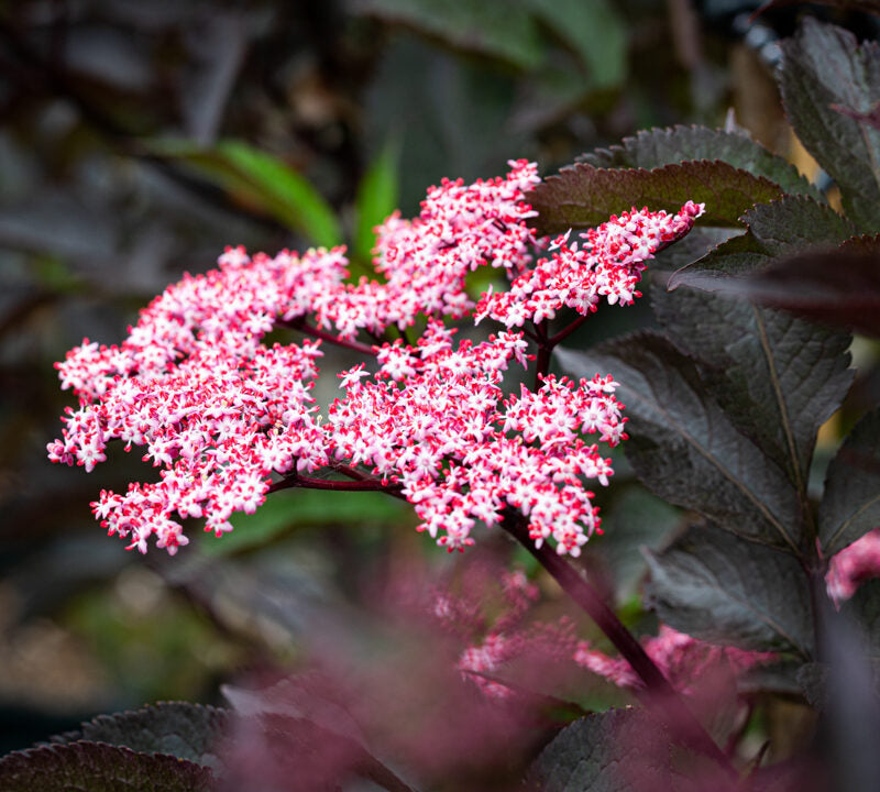 Elder 'Black Beauty Gerda'